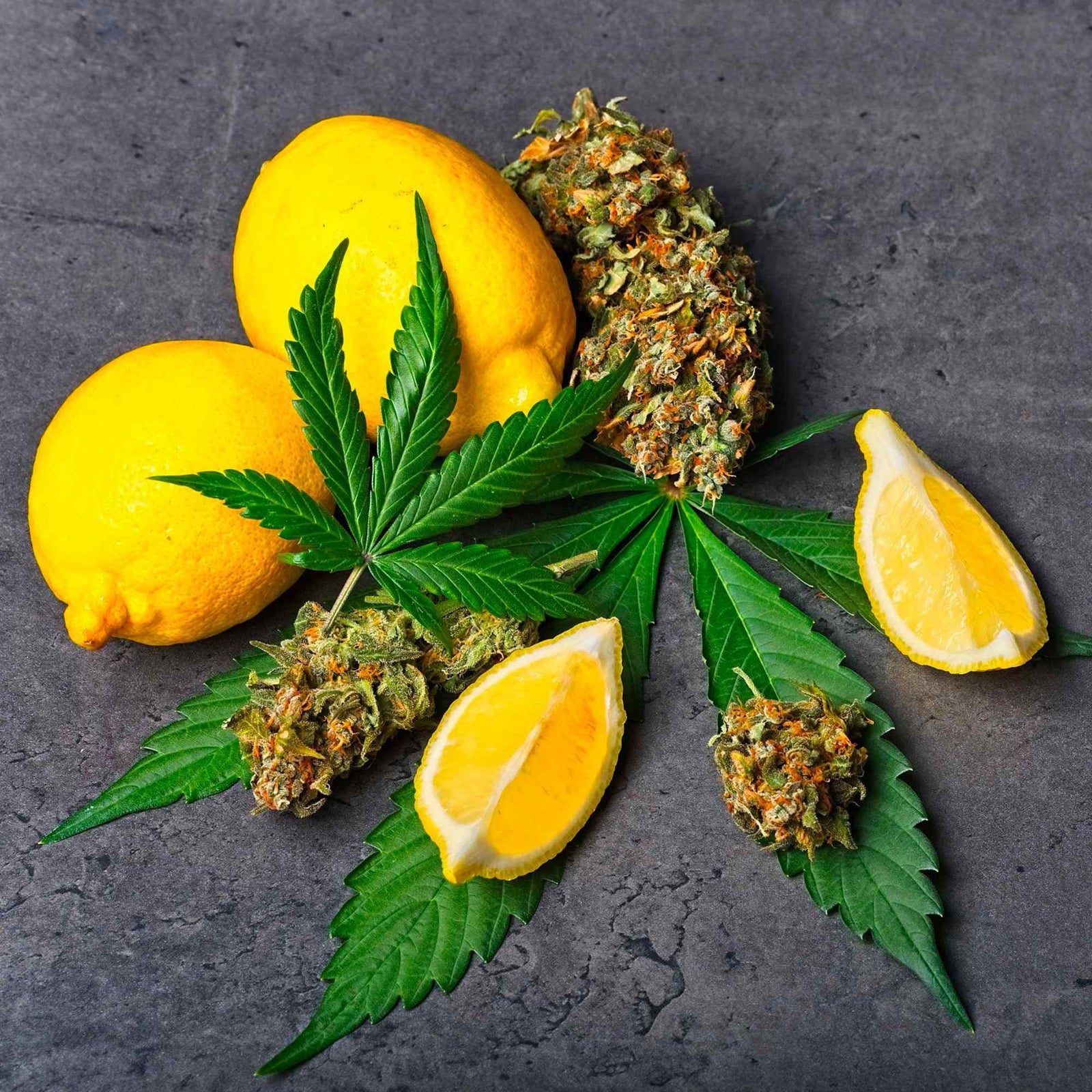 What are Terpenes?